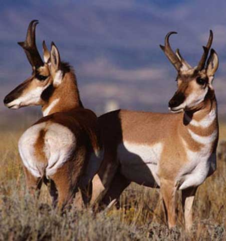 Image: Where the Dear and Antelope Play - Pronghorn sheep