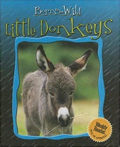Image: Born to be Wild Little Donkeys