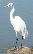 Image: A bird on the Rio Grande