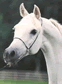 Clickable Image: Classic Basics of Equine Painting
