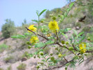 Image: Flowers in an acacia