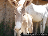 Clickable Image: Taos Art School; Rosa the donkey's colt