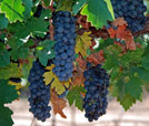 Image: grapes