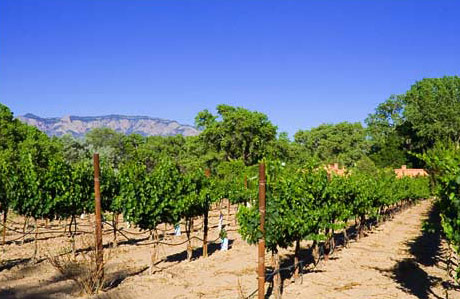 Image: a Vineyard in New Mexico