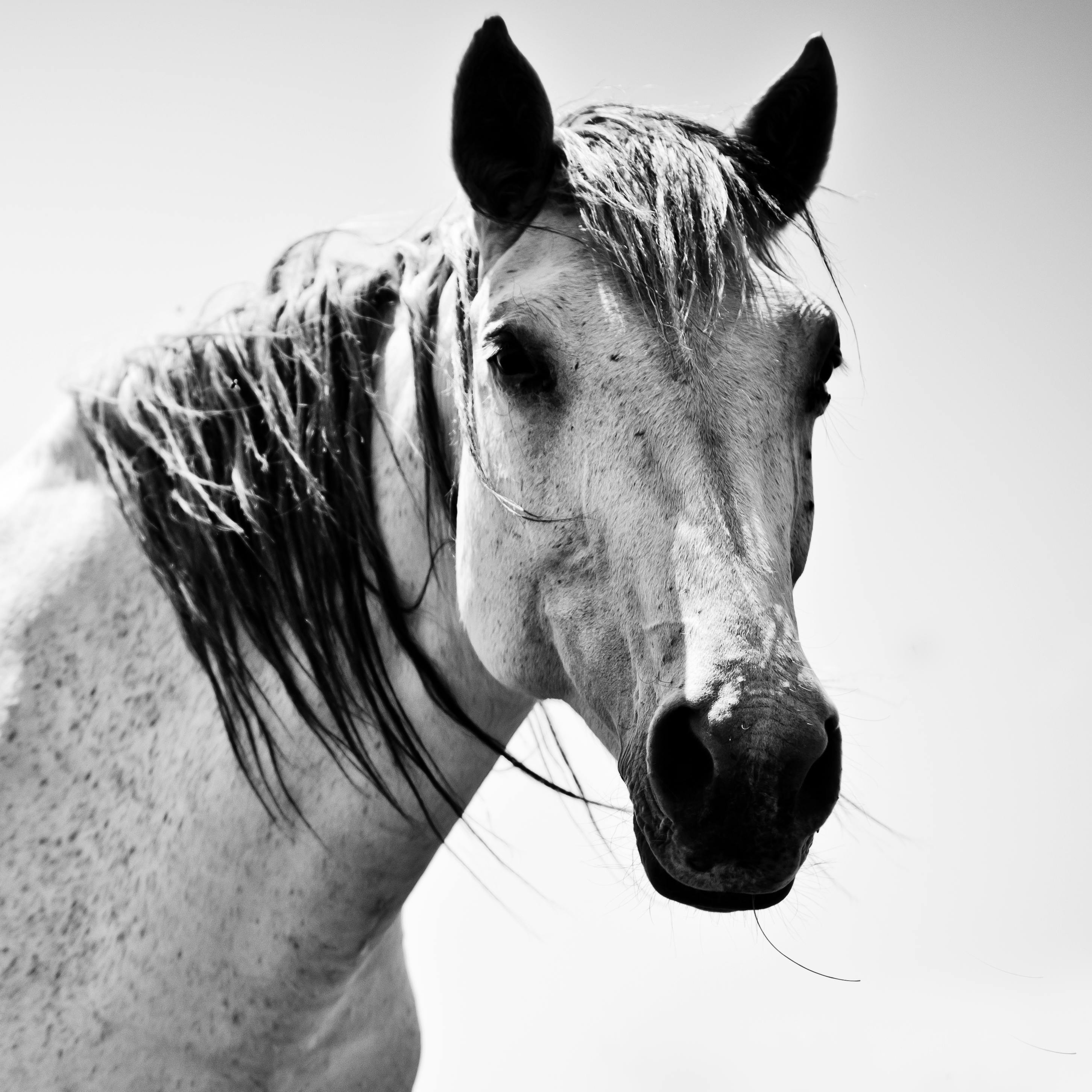 Equine